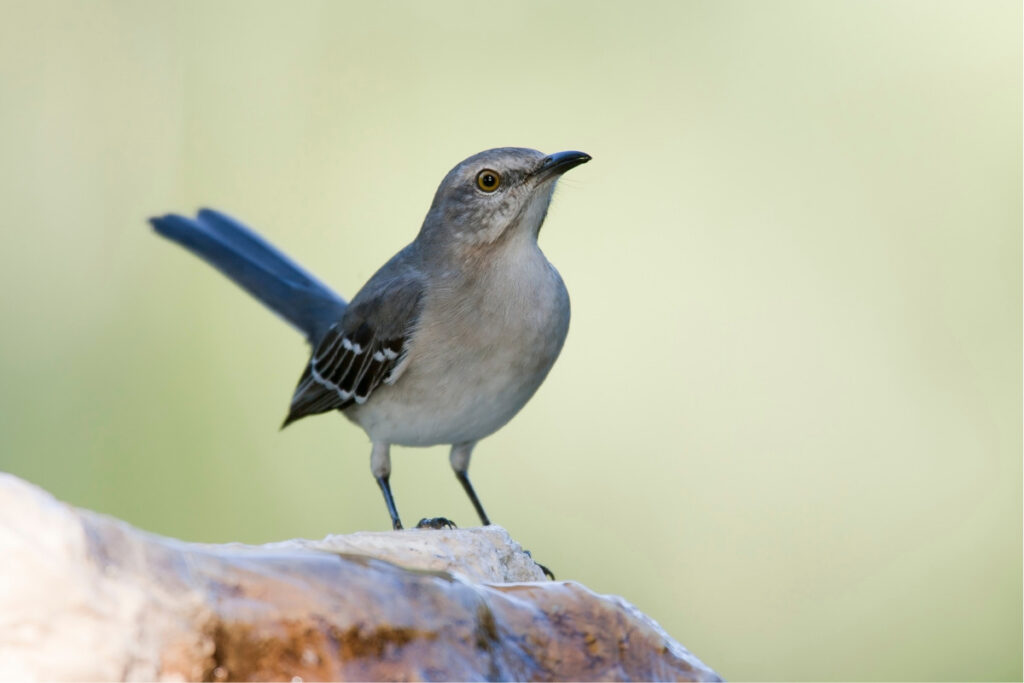 interesting facts about mockingbirds