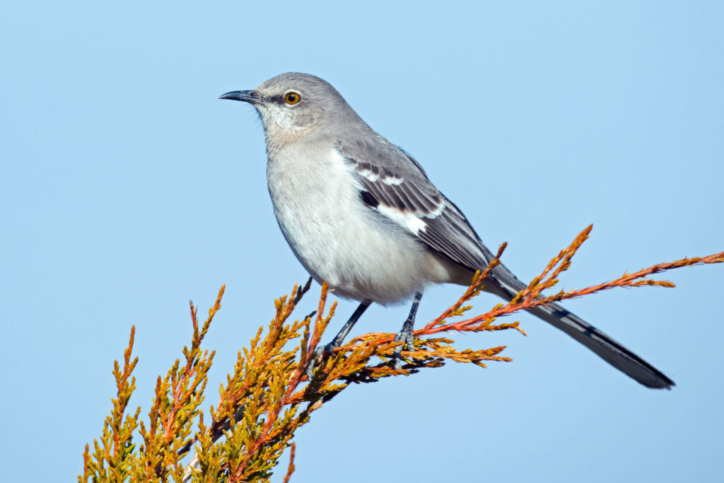 mockingbird in profile on brance