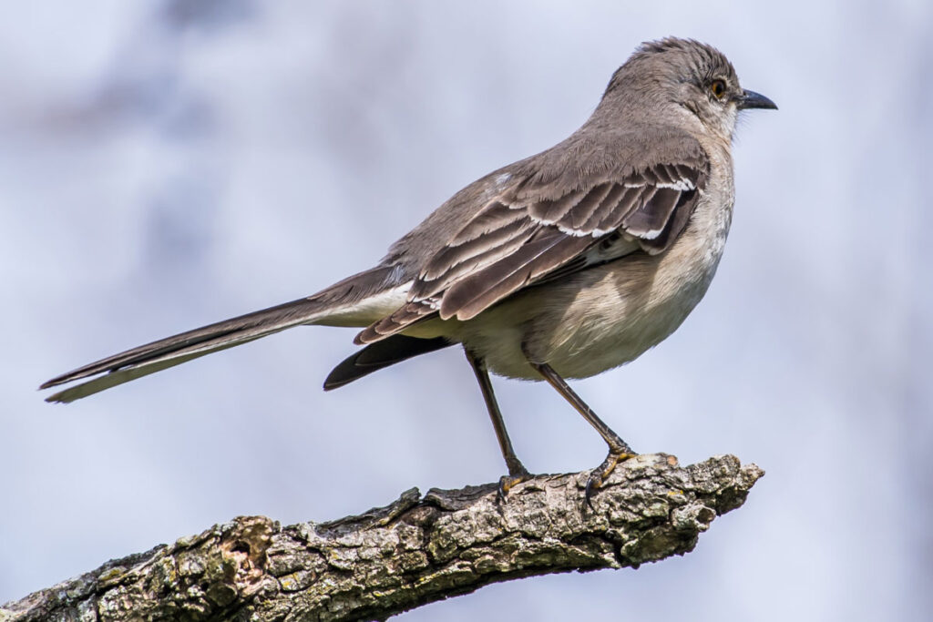 mockingbird on twig