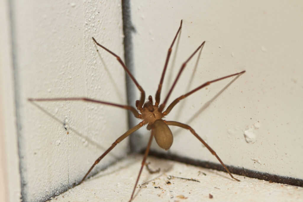 33 Interesting Facts about Spiders (2022) to Spark Your Spidey-Senses 14 skinny spider