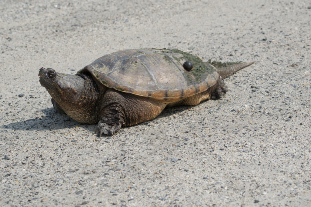 snapping turtle 10