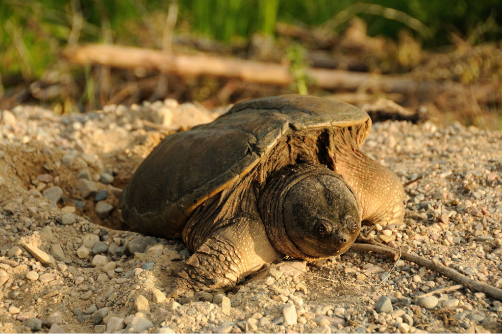 snapping turtle 11