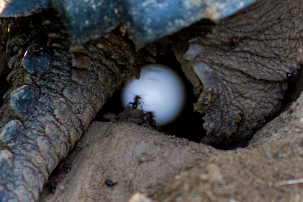 snapping turtle egg