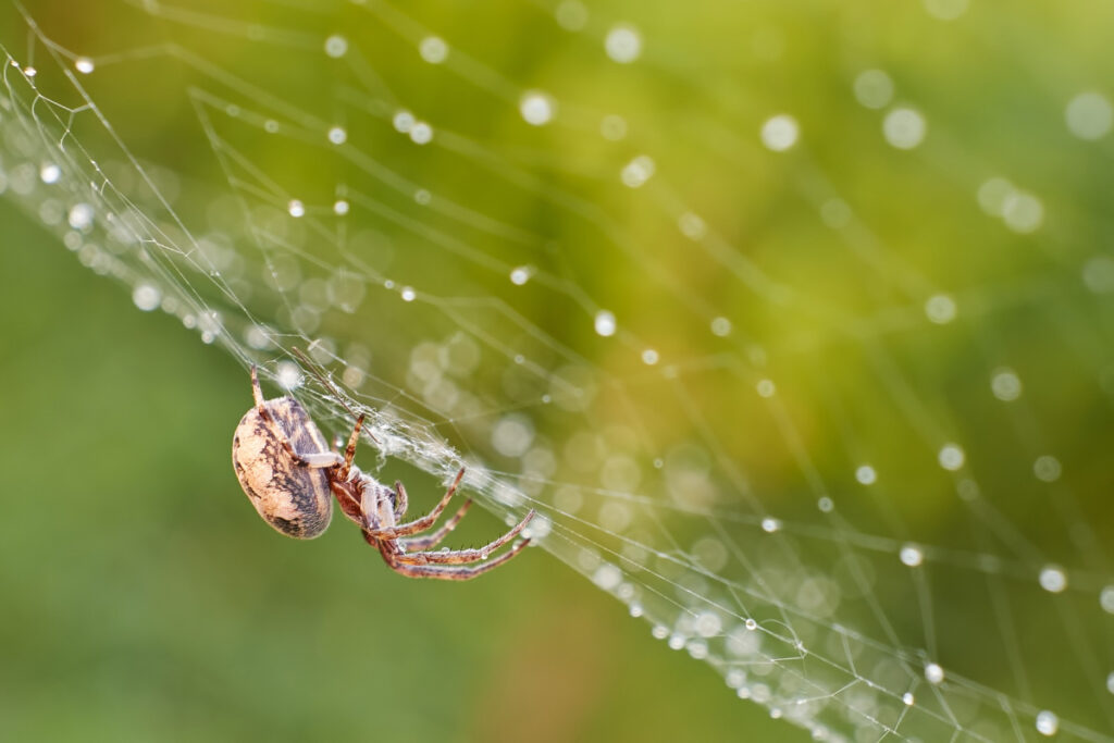 33 Interesting Facts about Spiders (2022) to Spark Your Spidey-Senses 7 spider on web