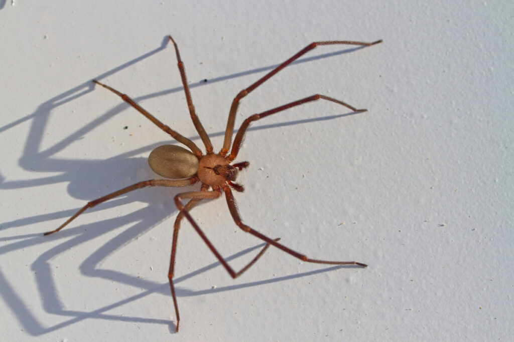 33 Interesting Facts about Spiders (2022) to Spark Your Spidey-Senses 2 spider with long legs