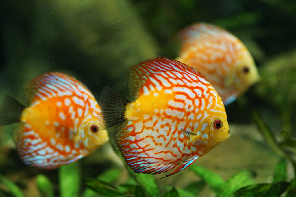67 Interesting Facts About Fishes (2023) That Most People Don’t Know 3 yellow and red fish