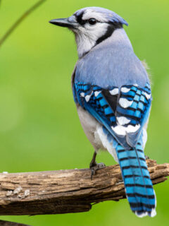 blue jay against green background