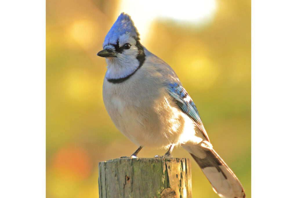 interesting facts about blue jays