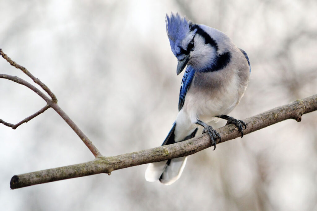 blue jay with tuft of hair