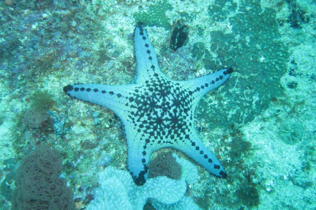 blue starfish underwater