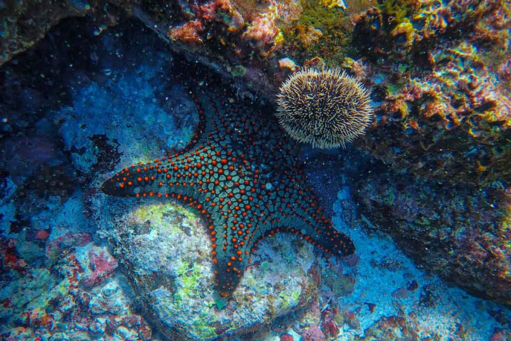 brown starfish underwater