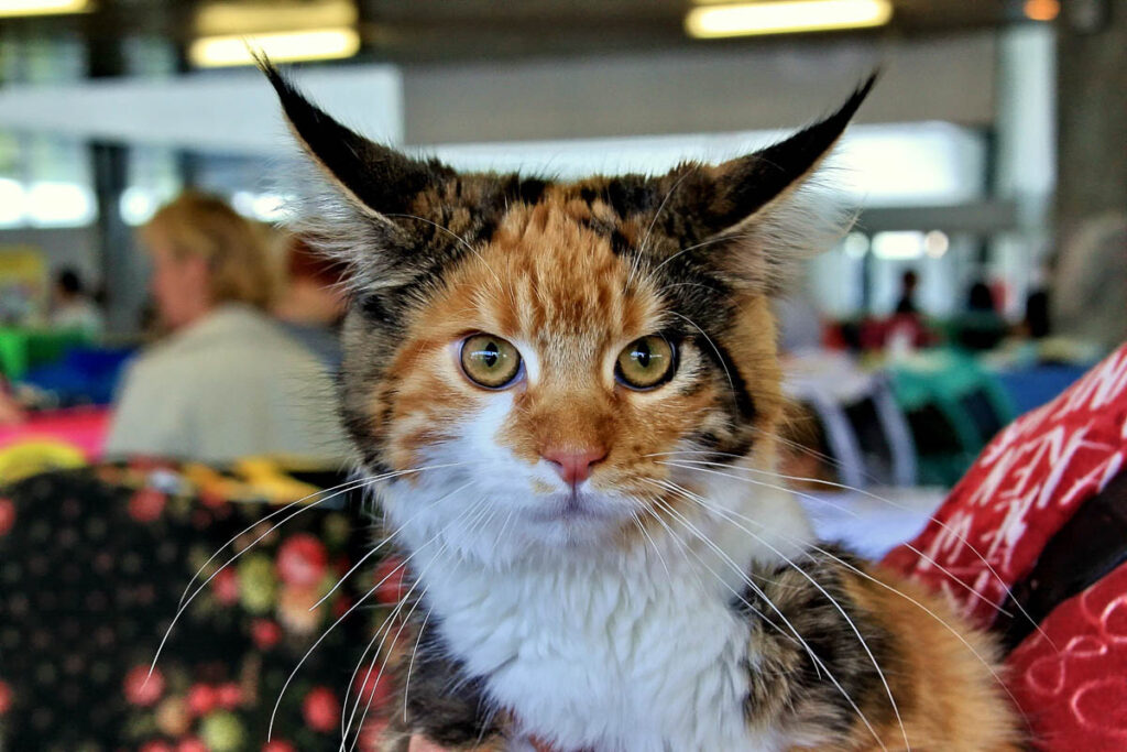 dark ginger maine coon cat stares at camera