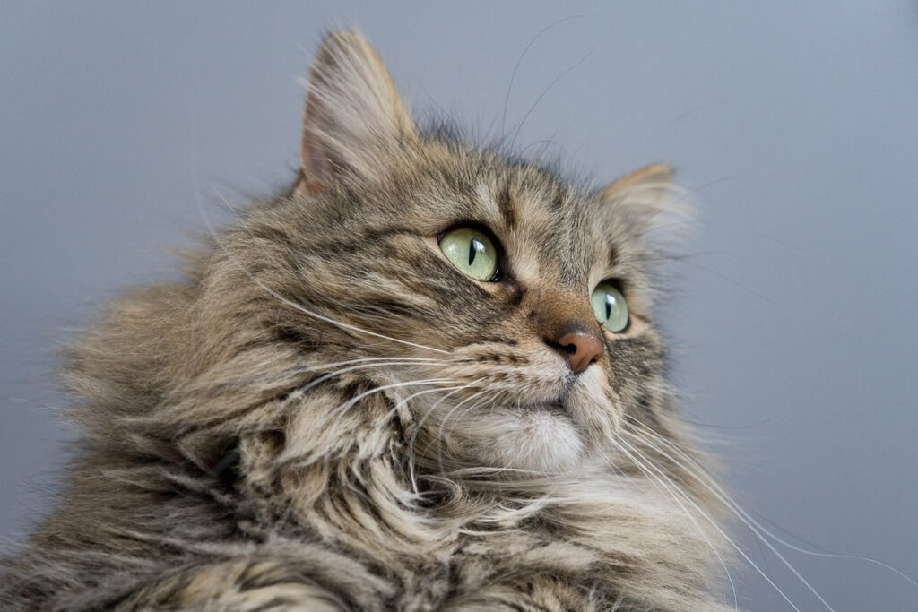maine-coon cat looking to side