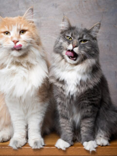 interesting facts about maine coon cats