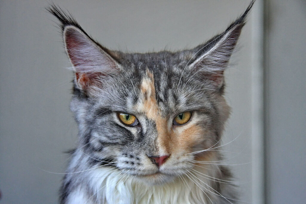 maine coon tabby cat staring with very pointy ears