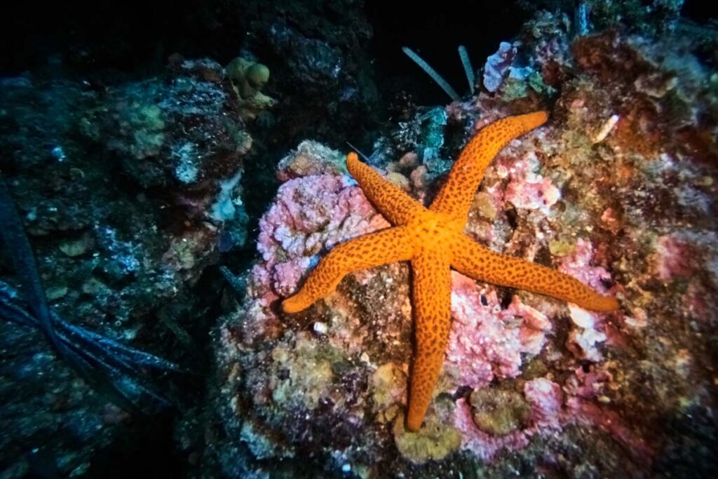 orange starfish underwater.