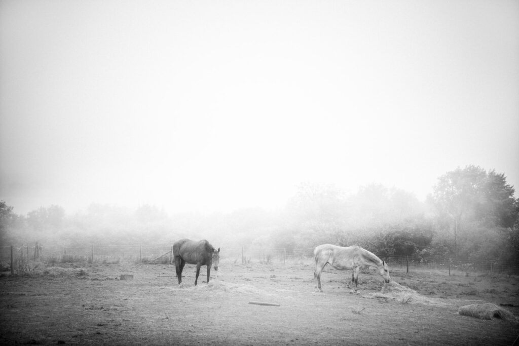 horses-black-and-white