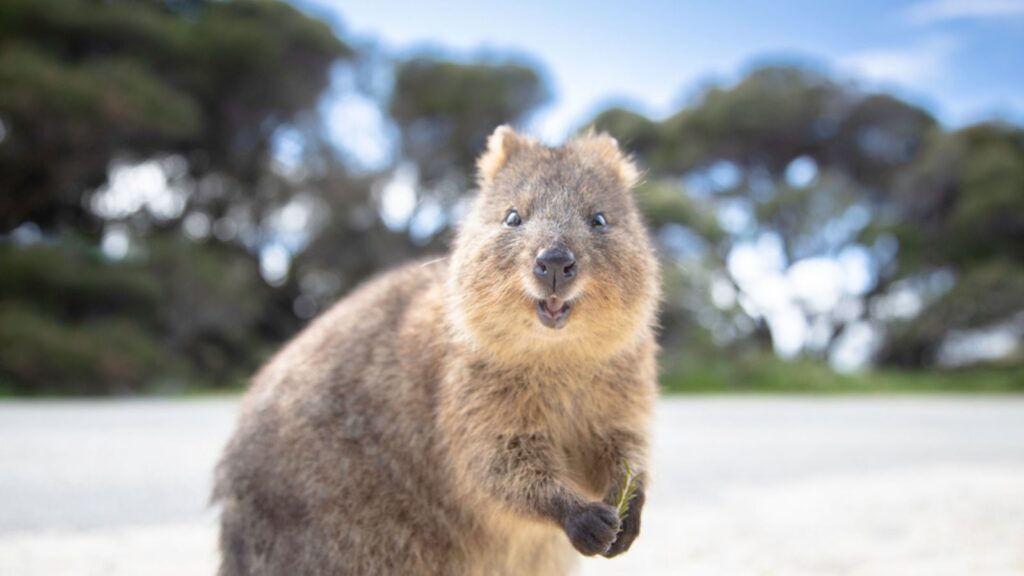 animal quokka is smiling and greeting