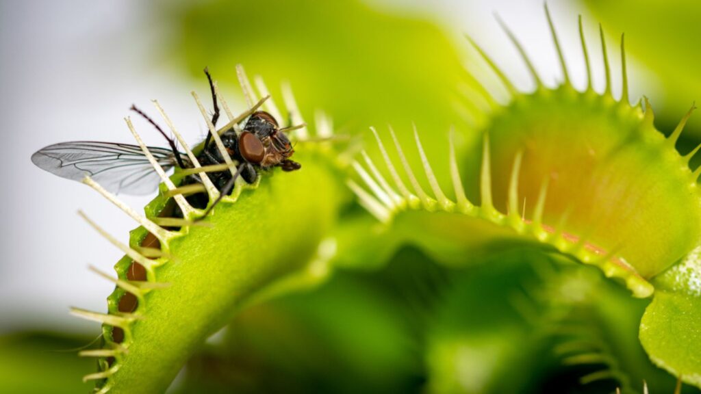 A unlucky common house fly being eaten by a hungry venus fly trap plant