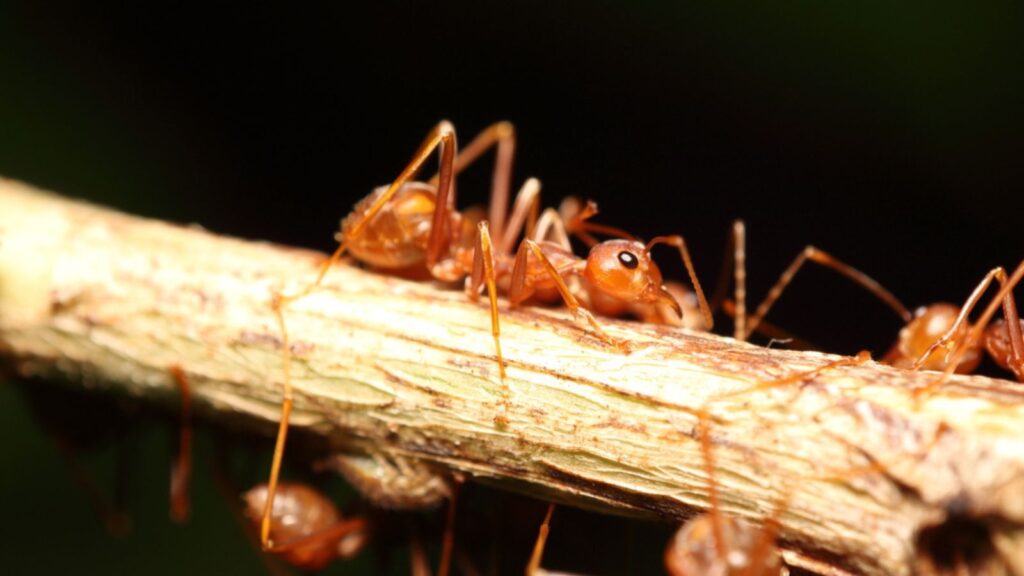 Ant working in the green tree