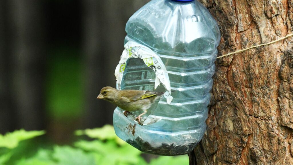 Beautiful birds looking for food in the wild near the feeder