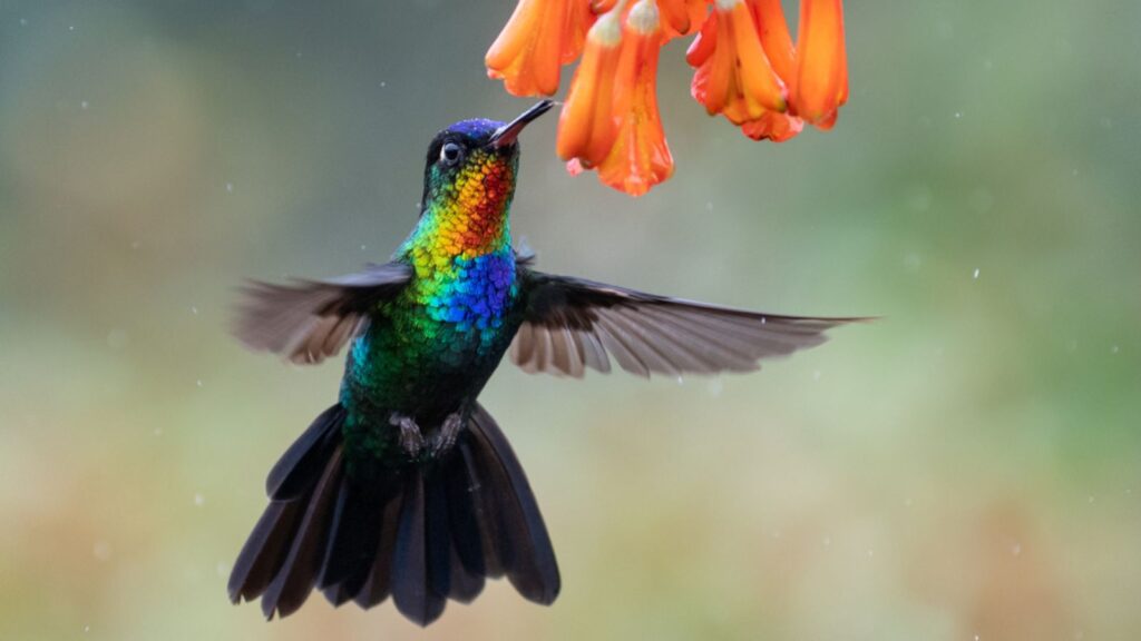 Hummingbird Portrait in Costa Rica