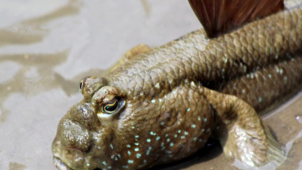 Mudskipper