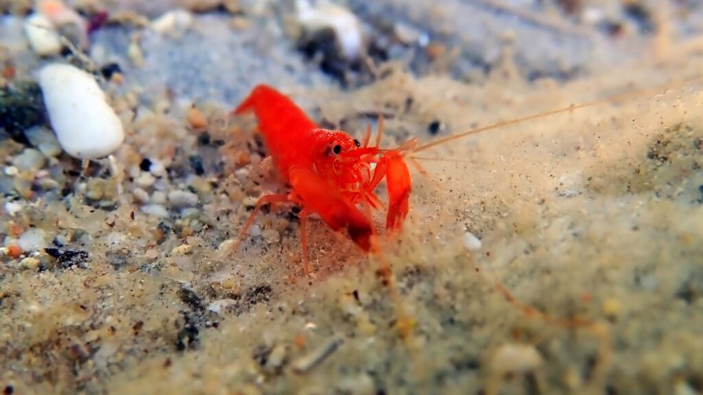 Red pistol snapping shrimp