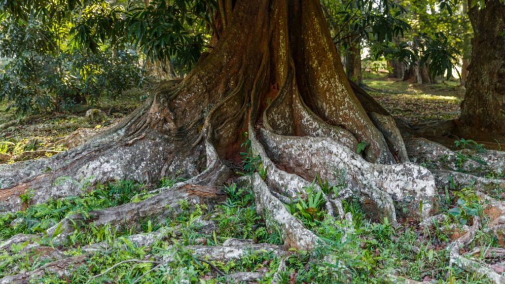 trees Roots