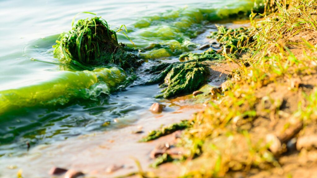Algal blooms, green surf beach on the lake, shallow depth of fie
