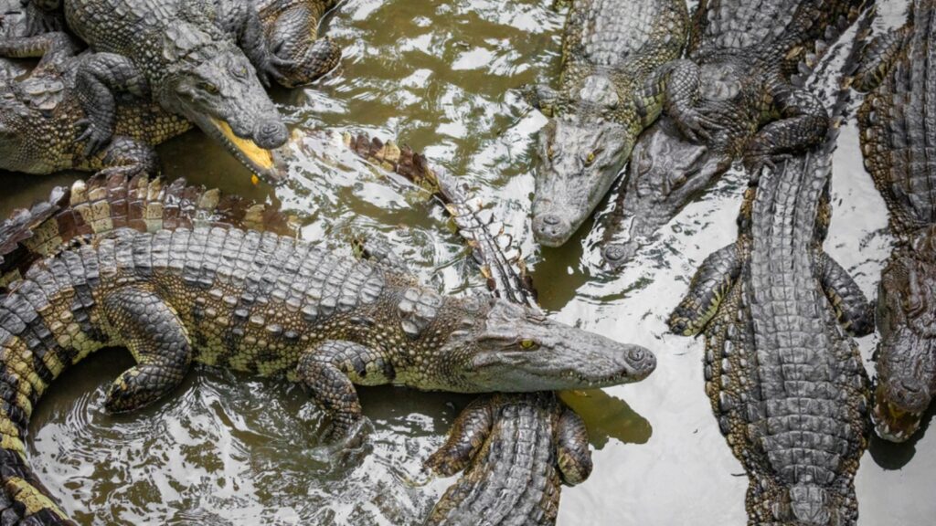 American alligator in the Florida Everglades.