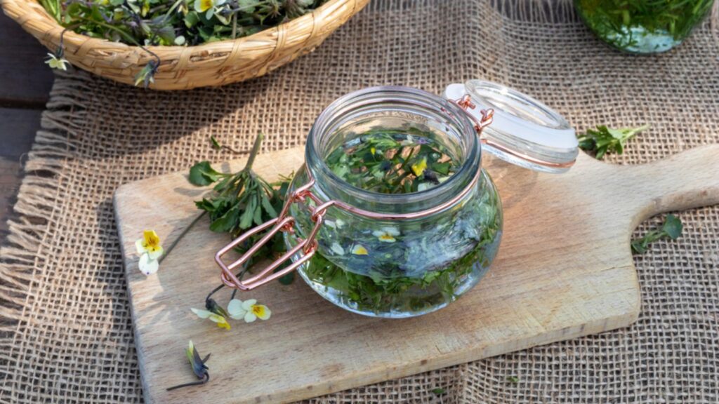 Preparation of herbal tincture from fresh Viola arvensis