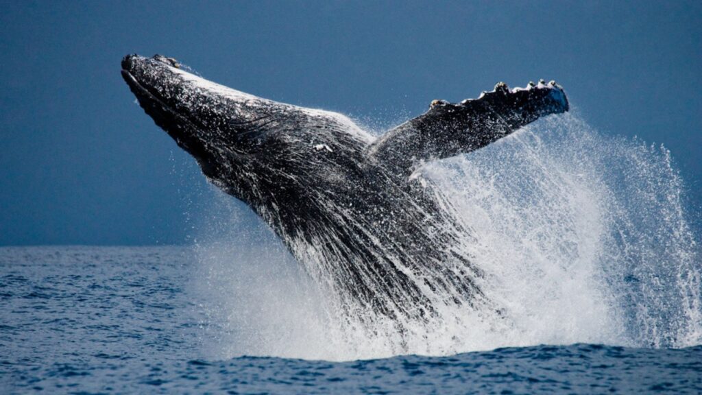 Humpback Whale Jumping Out Of The Water