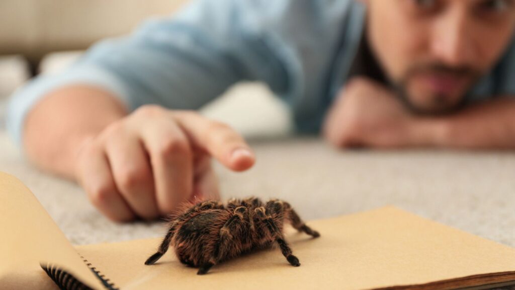 Man and tarantula spider on carpet Arachnophobia