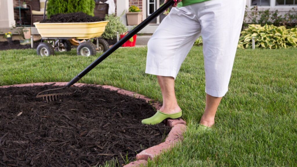 Senior woman mulching a flowerbed
