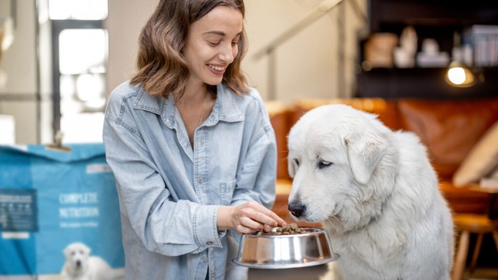 Woman feeds a dog with dry food at home