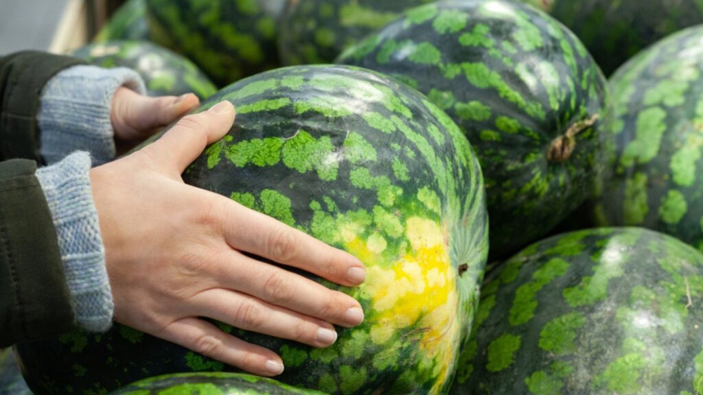 Buyer chooses a watermelon. Female hand holds a ripe watermelon. Theme health and natural food