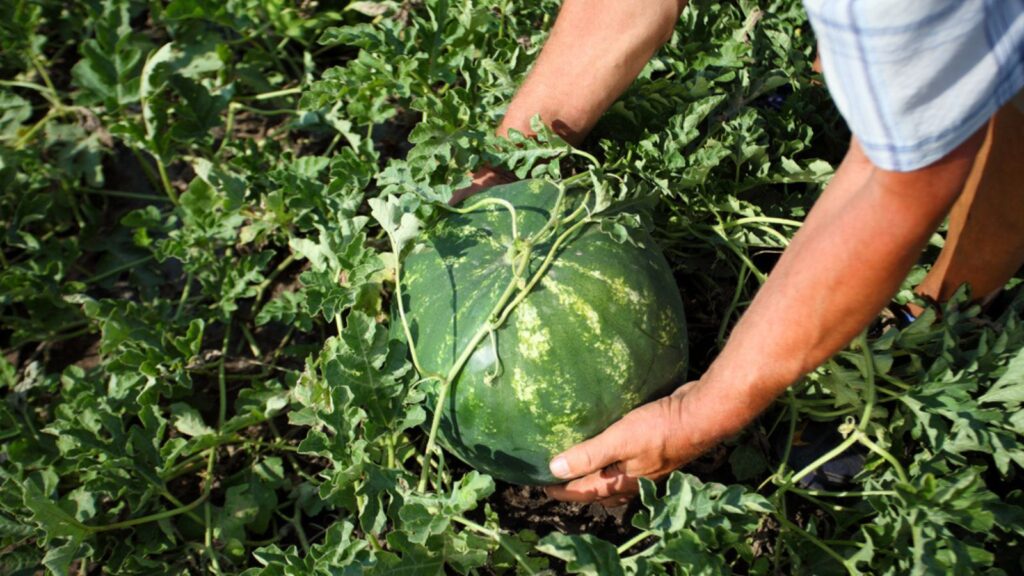 Man gathering harvest watermelon