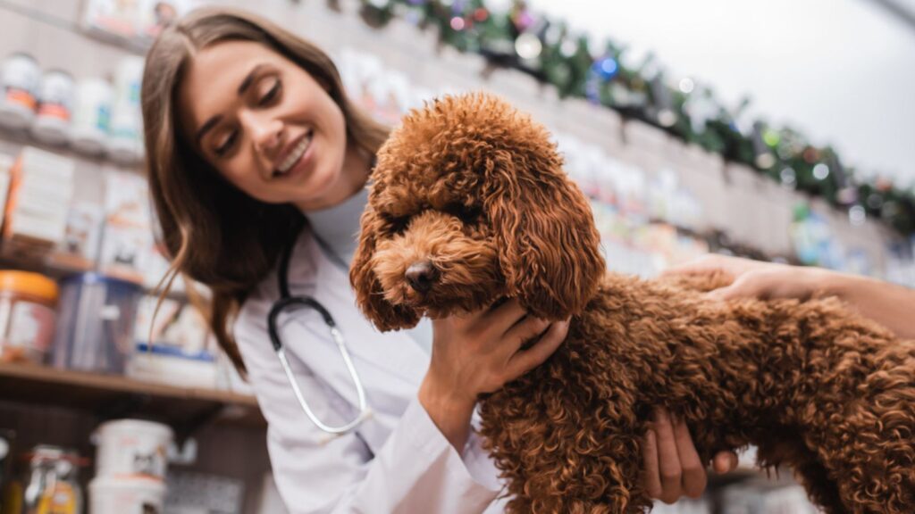 Poodle near blurred veterinarian and man in pet shop
