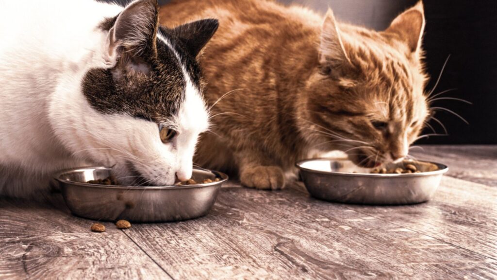 Two young domestic cats eat food from bowls