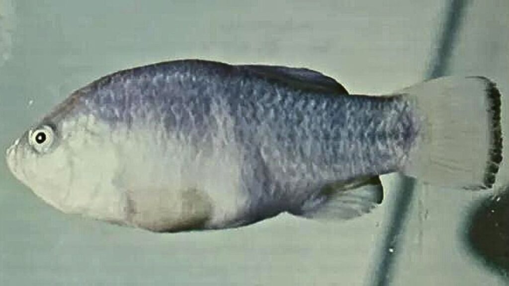 A Tecopa Pupfish. Photographed by Phil Pister and published in the book 'Endangered Wildlife of California' by the Resources Agengy, Department of Fish and Game, State of California (U.S.A.).
