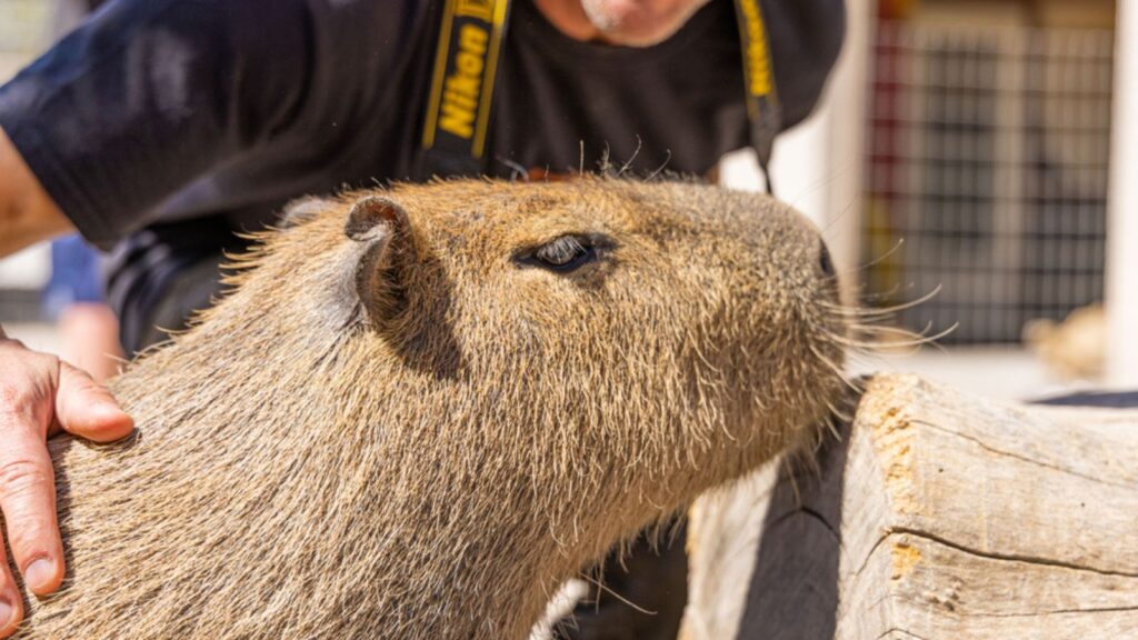 A capybara (hydrochoerus hydrochaeris) at the zoo in Arizona, USA