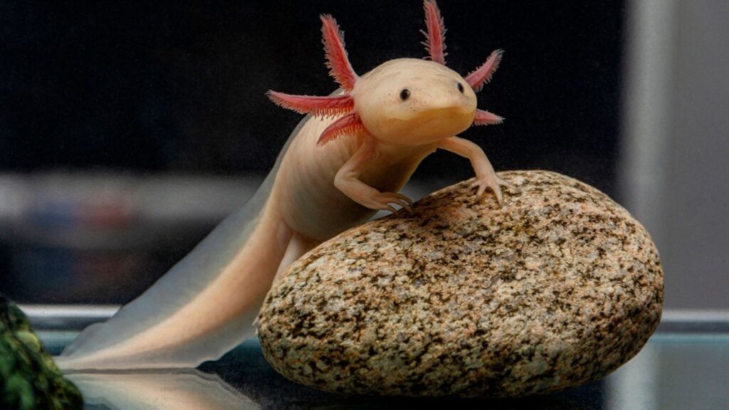 A cute axolotl poses on a stone