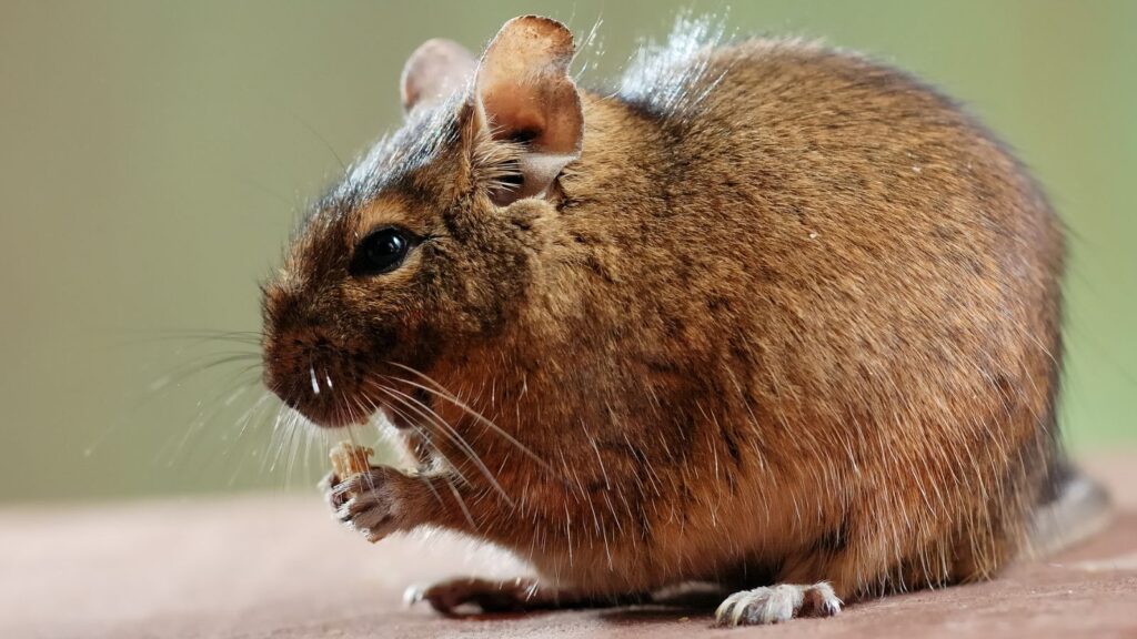 A single degu (Octodon degus) eating a piece of dried banana in front of a green background