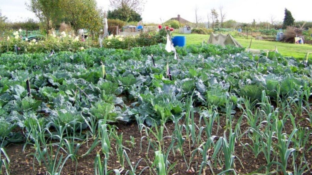 Allotments, Bradford Abbas Use of land as allotment gardens goes back to before the reign of Elizabeth I, victory garden