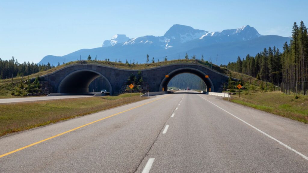 Animal crossing bridge across Trans-Canada Highway
