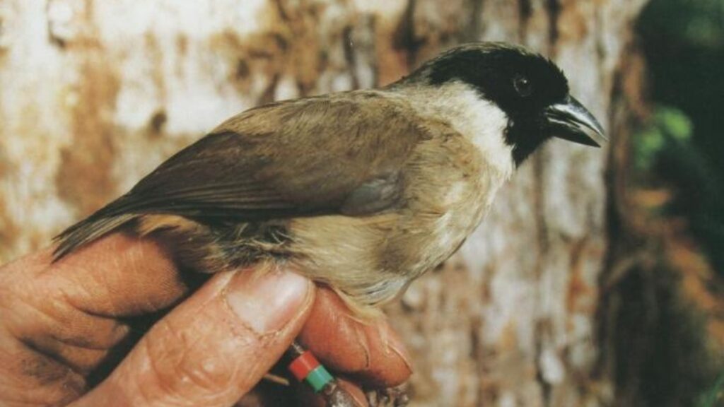 Black-faced Honeycreeper, Po'ouli