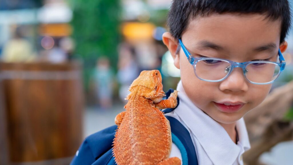 Boy hold Bearded Dragon on shoulder