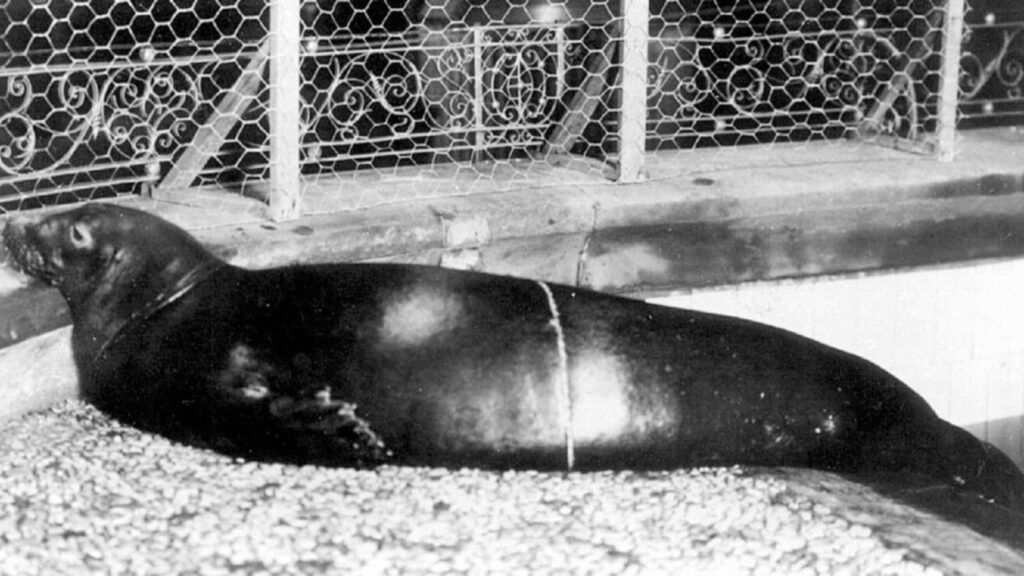 Captive Caribbean monk seal, Monachus tropicalis, of unknown sex at the New York Aquarium in ca. 1910.