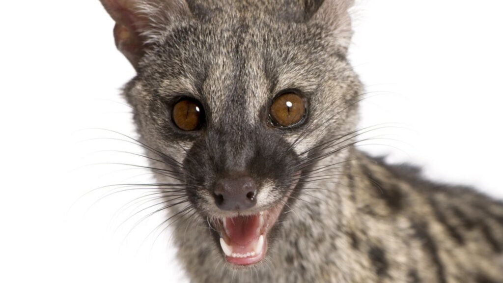 Common Genet - Genetta genetta